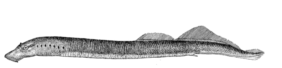 Lampetra fluviatilis_01.jpg